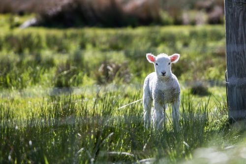 lamb baby animals sheep