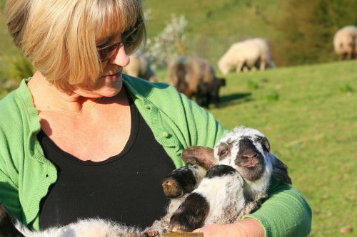 lamb new farming