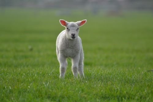 lamb sheep farm