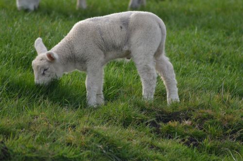 lamb farm sheep