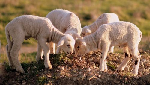 lamb the flock play