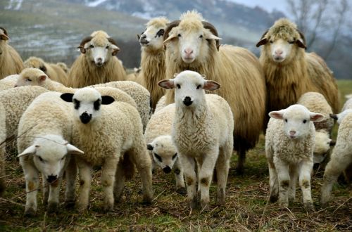 lamb listen field
