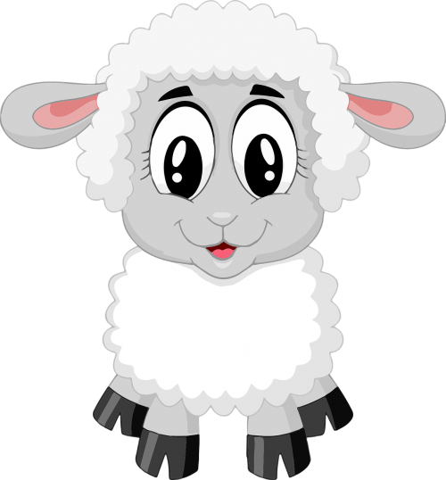 lamb sheep cute