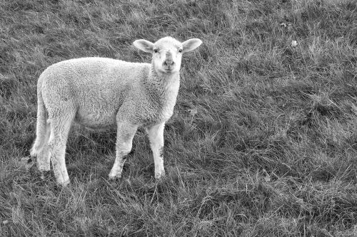 lamb sheep pasture