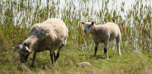 lamb sheep country