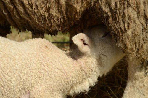 lamb sheep suckle
