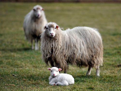 lamb sheep passover