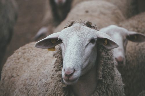 lamb wool sheep