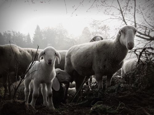 lamb sheep flock