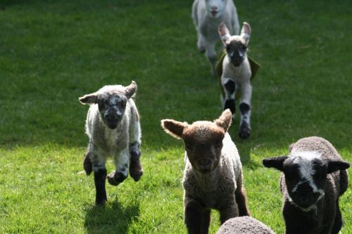 lamb run farm