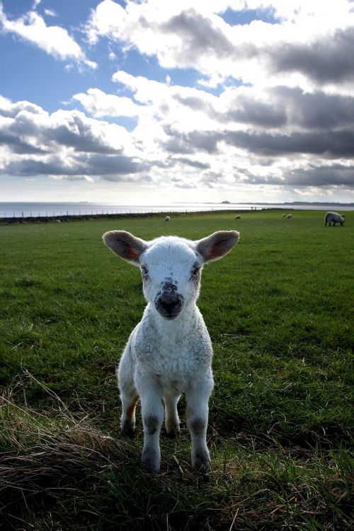 lamb field holy island