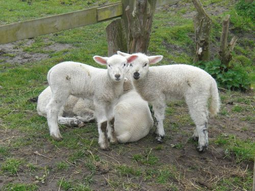 lamb lambs sweet
