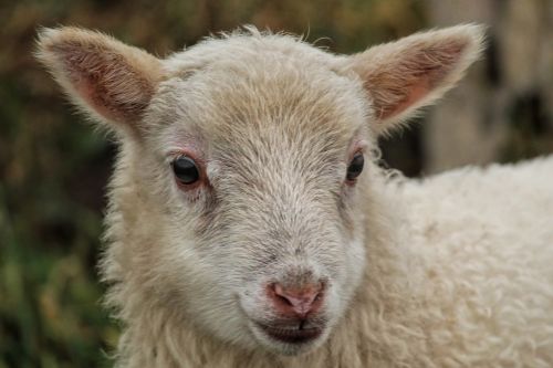 lamb sheep head
