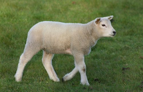 lamb sheep livestock