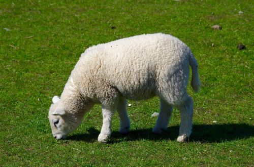 lamb wool graze