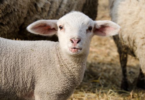 lamb passover schäfchen