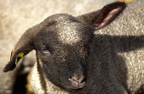 lamb young sheep sheep