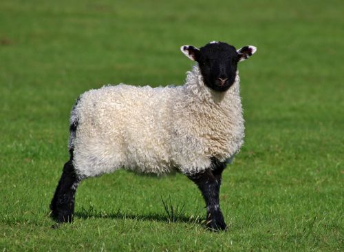 lamb sheep look