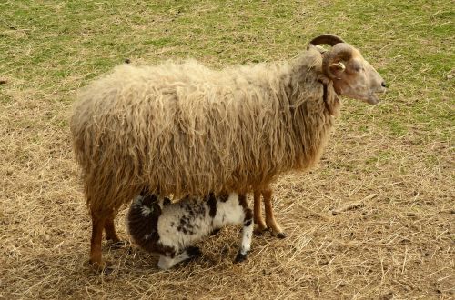 lamb sheep suckle