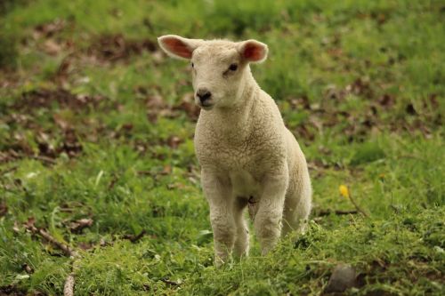 lamb sheep animal