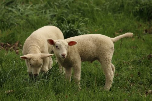 lamb sheep animal