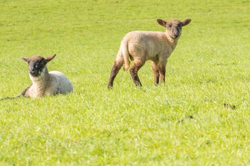lamb sheep lambs