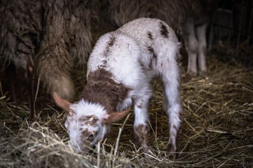 lamb animal sheep