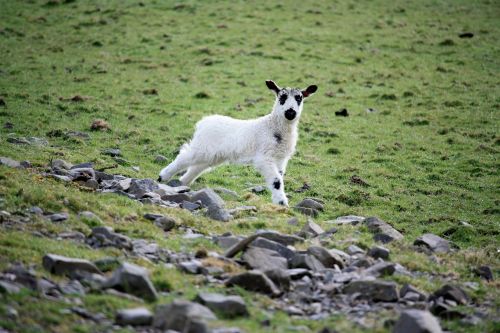 lamb nature countryside