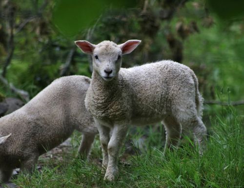 lamb nature sheep