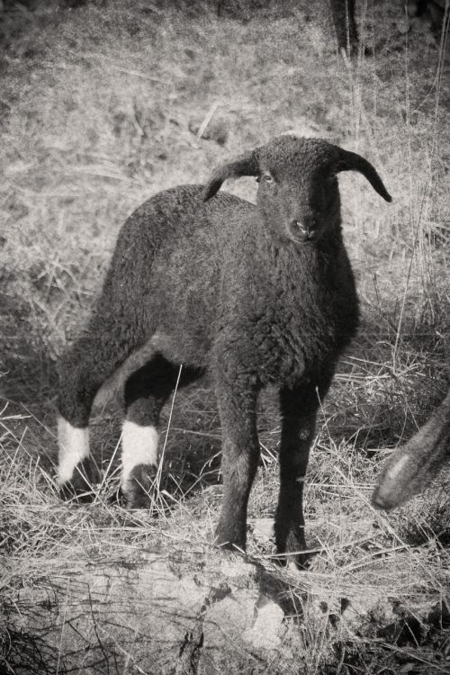 lamb sheep wool