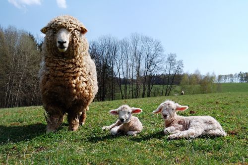lamb sheep home cub