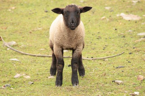 lamb sheep cub