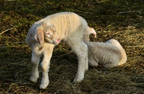 lamb young animal schäfchen
