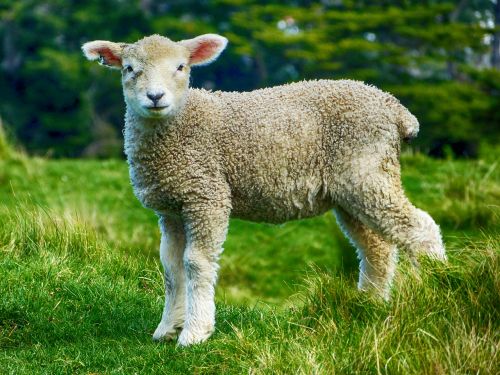 lamb farm livestock
