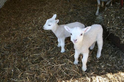 lamb oland may