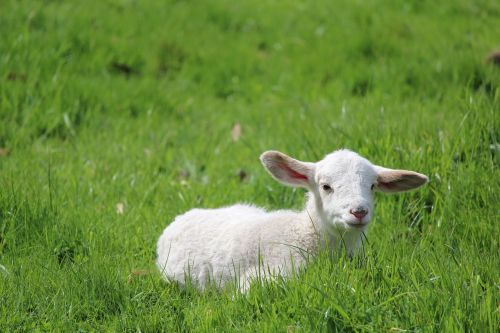 lamb baby sheep