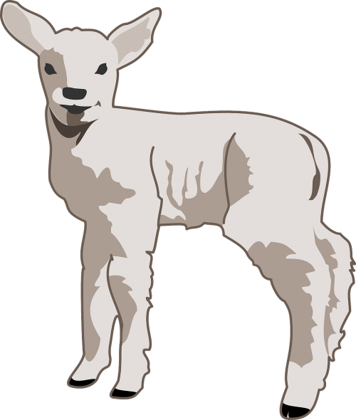 lamb young animal