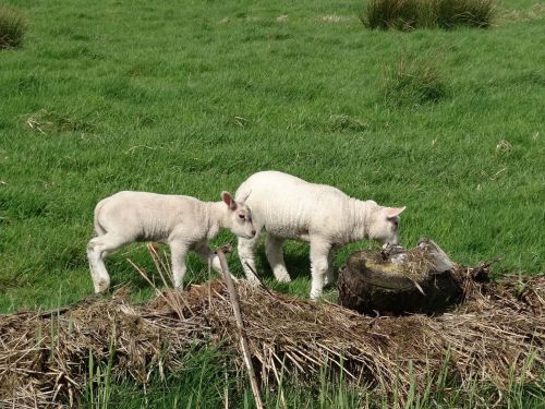 lamb sheep meadow