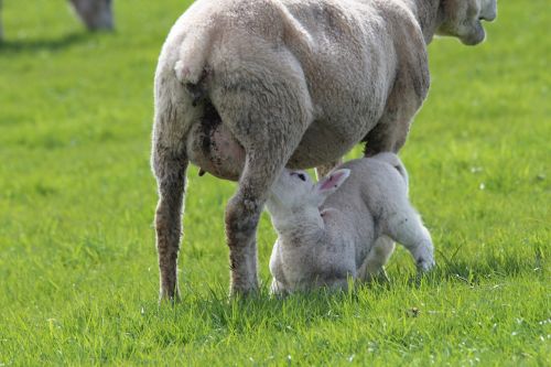 lamb sheep ewes