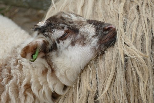 lamb  sheep  fauna