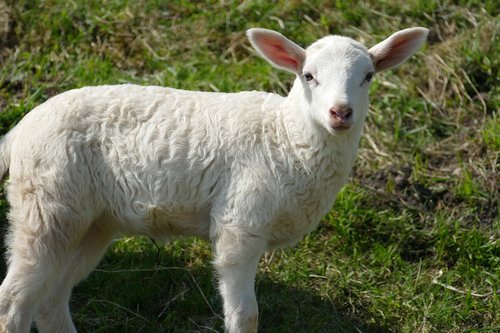 lamb  sheep  mammal
