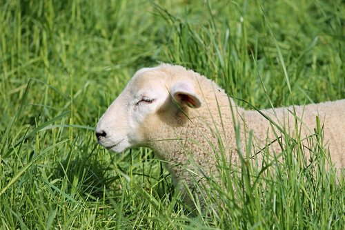 lamb  sheep  schäfchen
