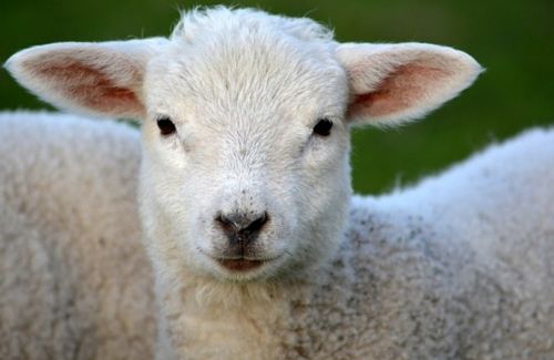 lamb nature animal