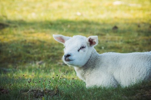 lamb  nature  sheep