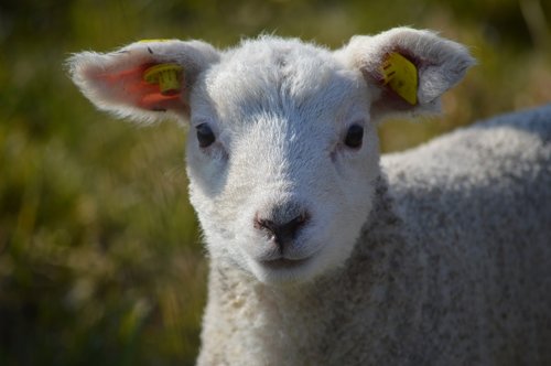 lamb  sheep