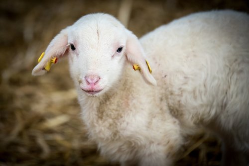 lamb  sheep  animal husbandry