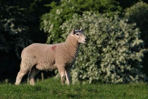 lamb  cute  wool