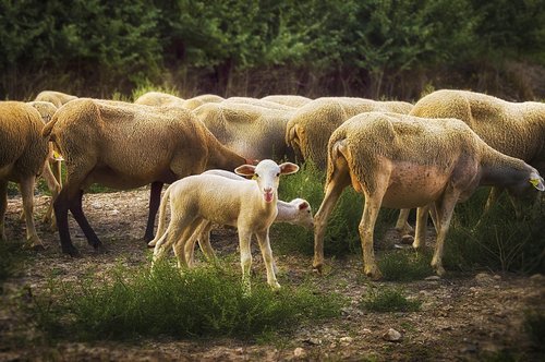 lamb  sheep  flock