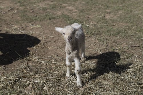 lamb  sheep  livestock