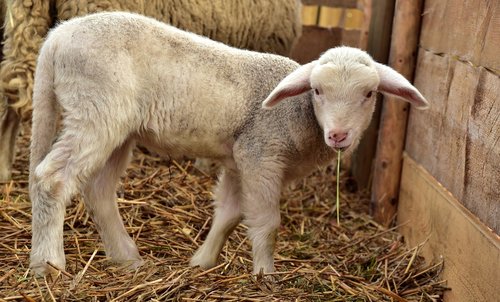 lamb  sheep  young